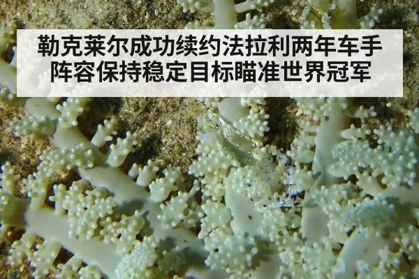 勒克莱尔成功续约法拉利两年车手阵容保持稳定目标瞄准世界冠军